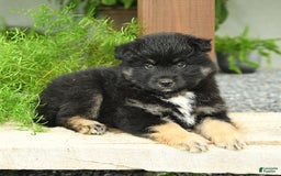 Pomsky dogs for sale: Hamlet - Image 3