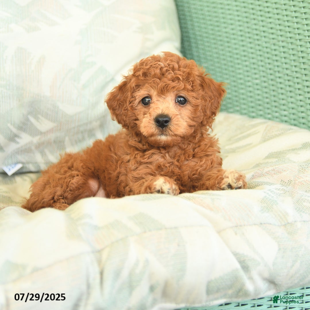 Miniature Poodle dogs for sale: Texas - Image 2