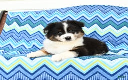 Miniature Australian Shepherd dogs for sale: Cappuccino - Image 3