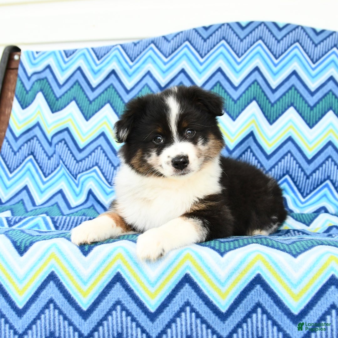 Miniature Australian Shepherd dogs for sale: Cappuccino - Image 3