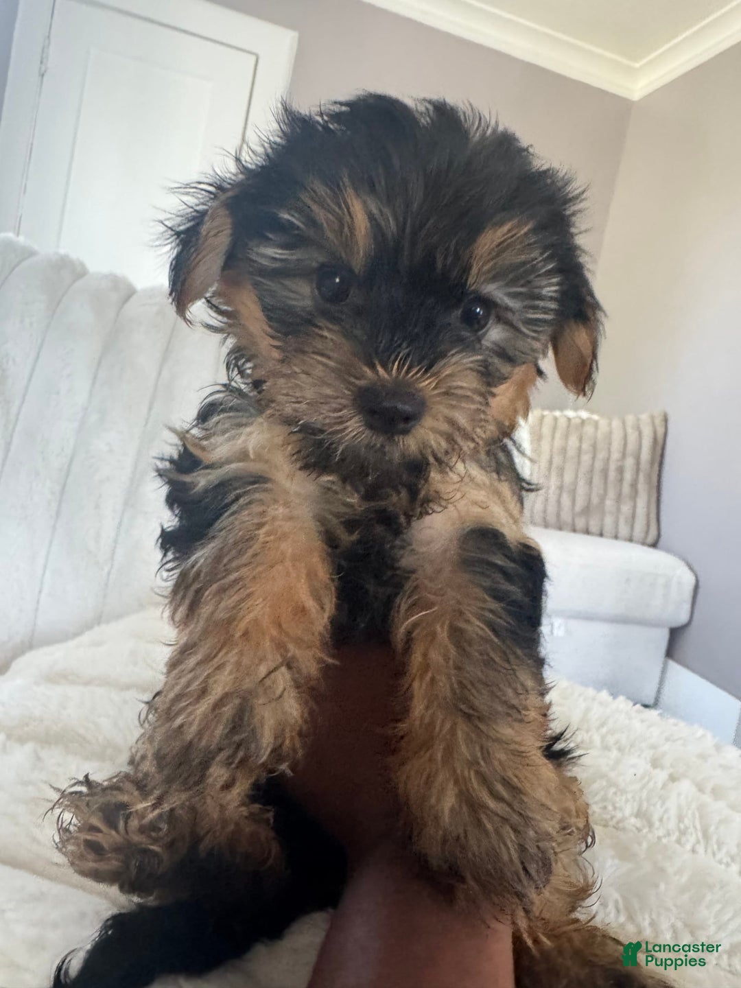 Yorkshire Terrier dogs for sale: Diva - Image 2