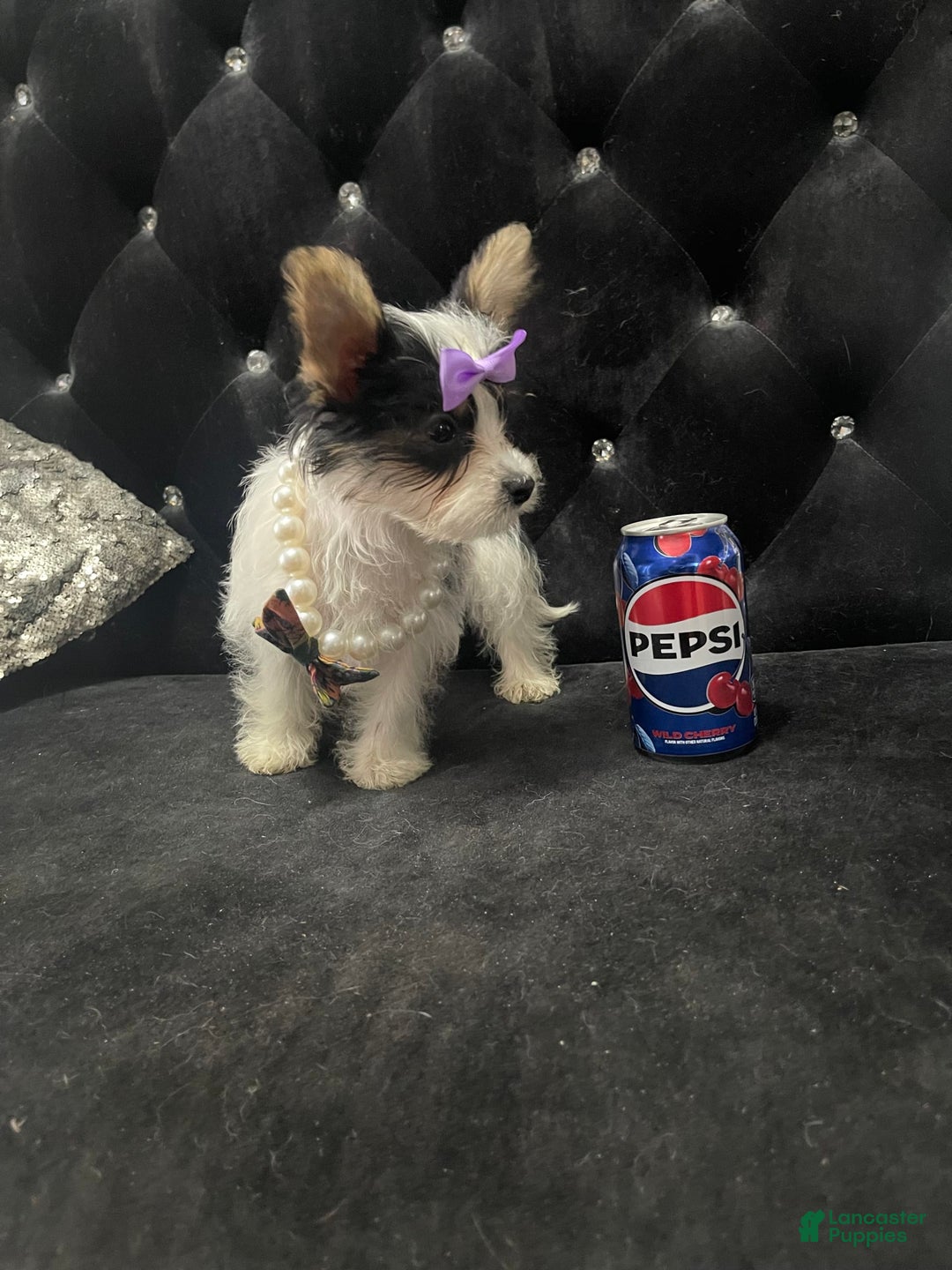 Yorkshire Terrier dogs for sale: Patrick Starr - Image 32