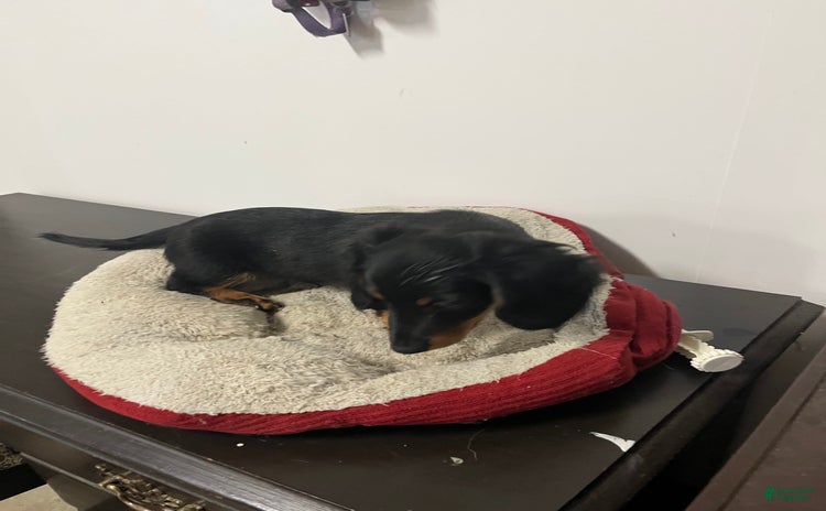 Miniature Dachshund dogs for sale - Ad 1