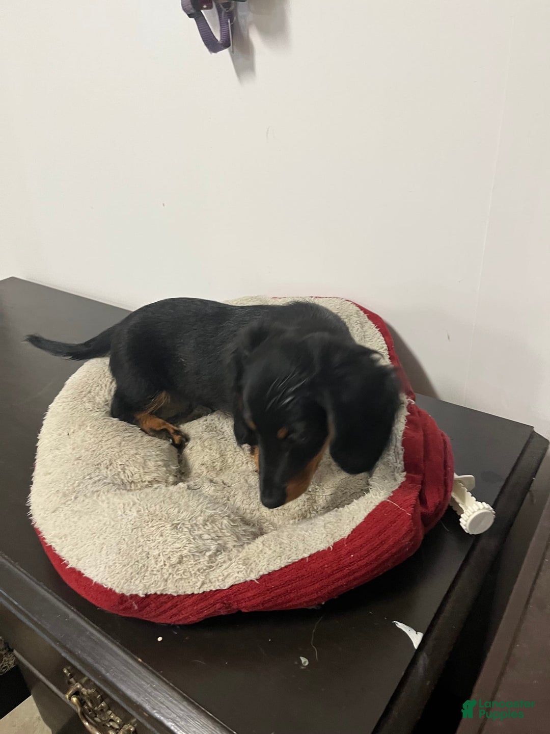 Miniature Dachshund dogs for sale: Nyx - Image 1