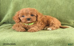 Cavapoo dogs for sale: Suzie - Image 5