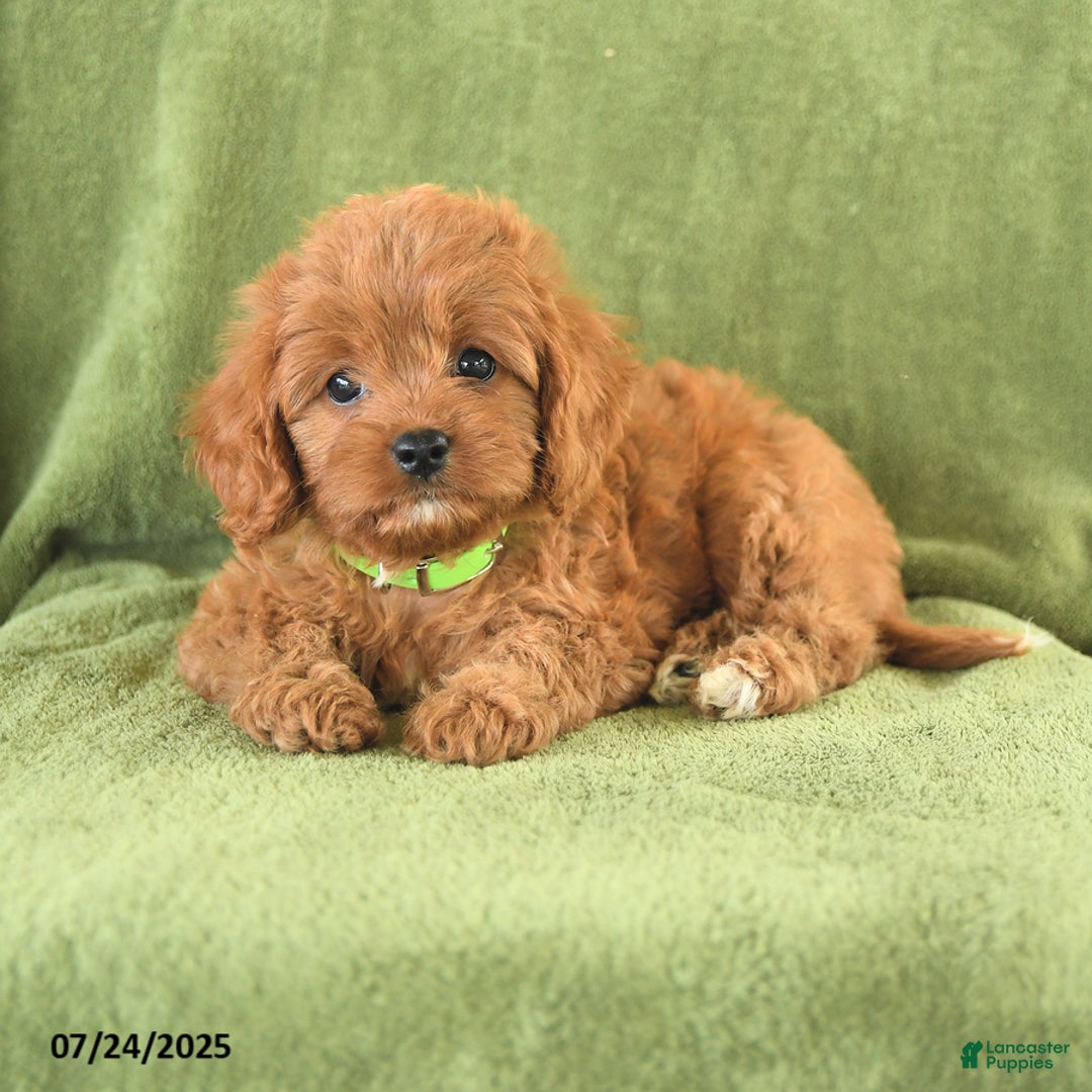 Cavapoo dogs for sale: Suzie - Image 5