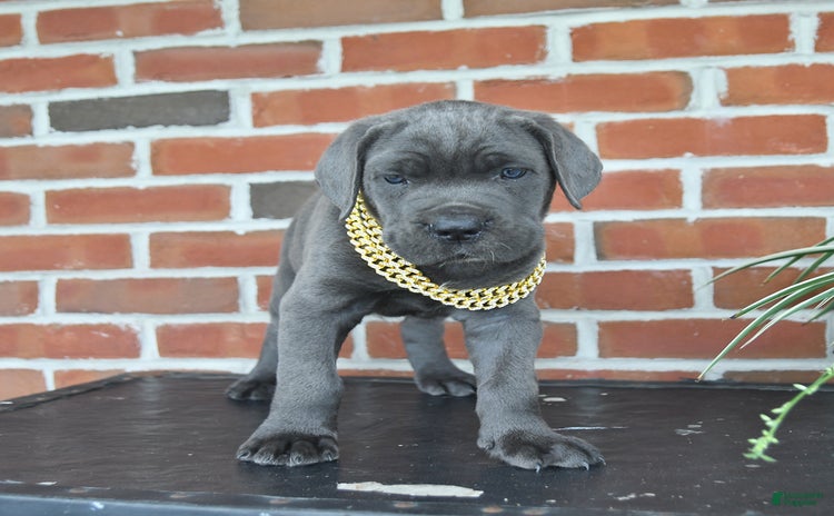 Cane Corso dogs - Advert 40