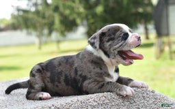 Olde English Bulldogge dogs for sale: Enzo blue eyes mini bulldogge - Image 1