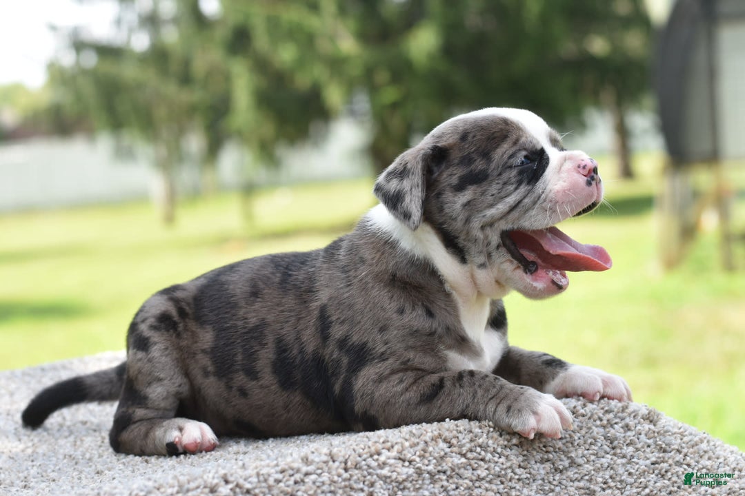 Olde English Bulldogge dogs for sale: Enzo blue eyes mini bulldogge - Image 1