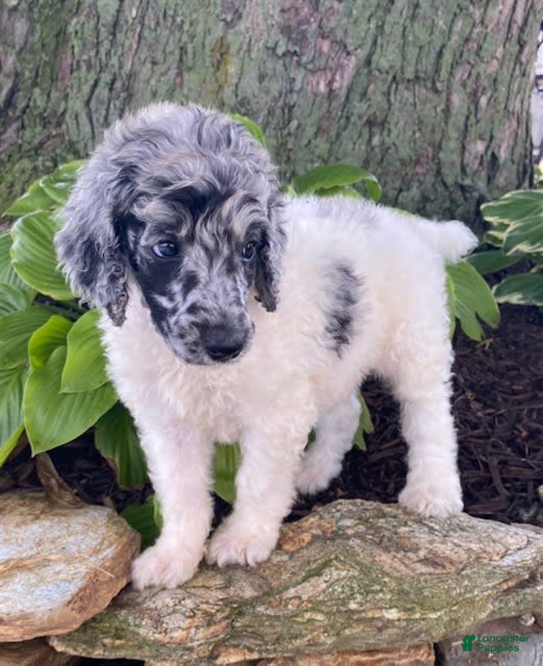 Standard Poodle dogs for sale: Ross - Image 2
