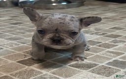 French Bulldog dogs for sale: Cookie - Image 8