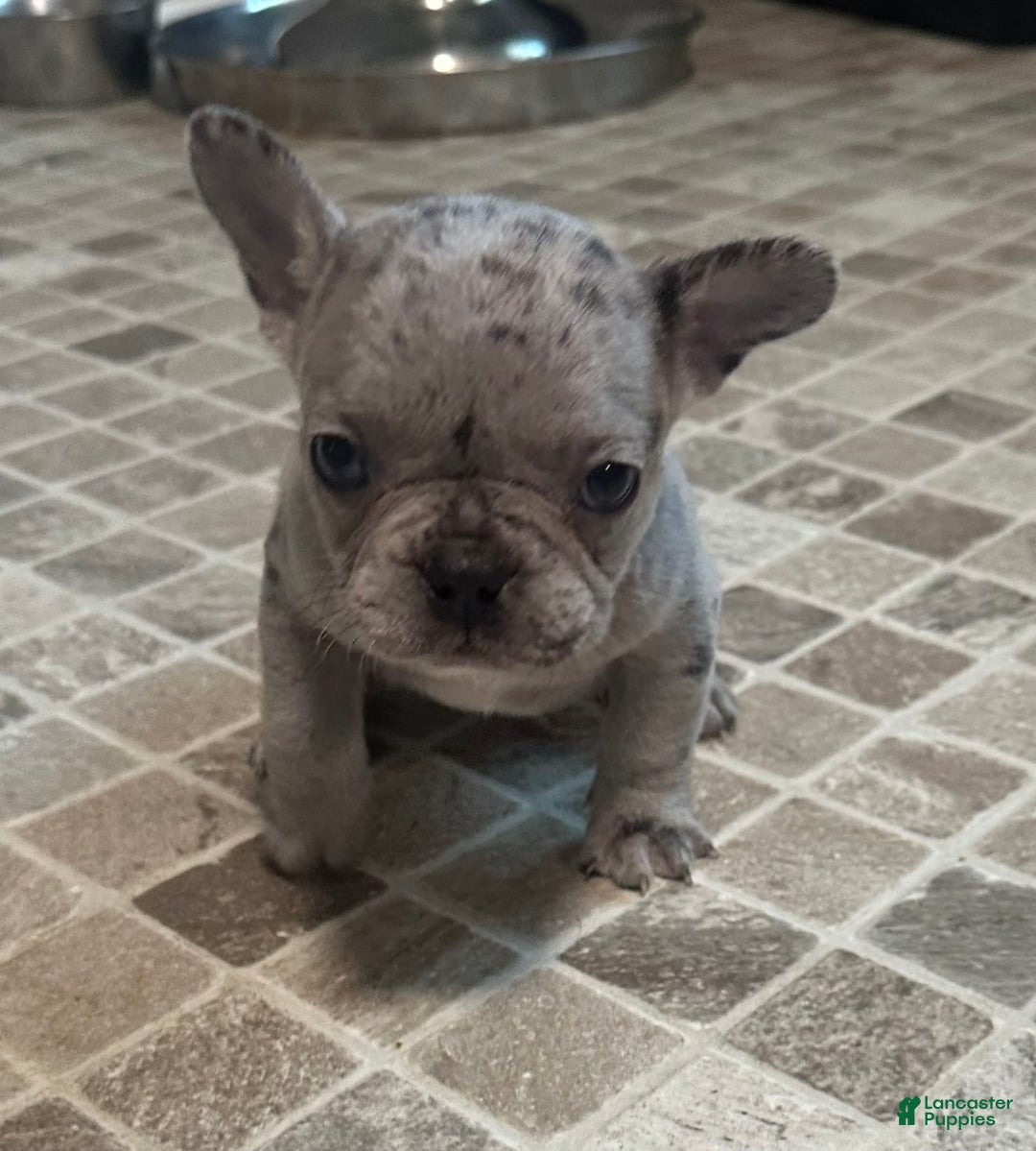 French Bulldog dogs for sale: Cookie - Image 8
