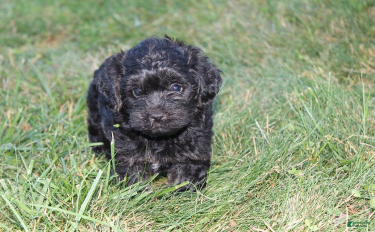Yorkiepoo dogs - Advert 10