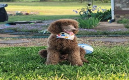 Goldendoodle dogs for sale: Loretta - Image 3