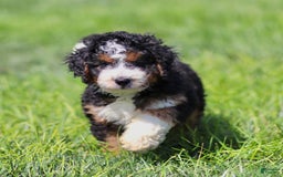 Mini Bernedoodle dogs for sale: Brooklyn - Image 5