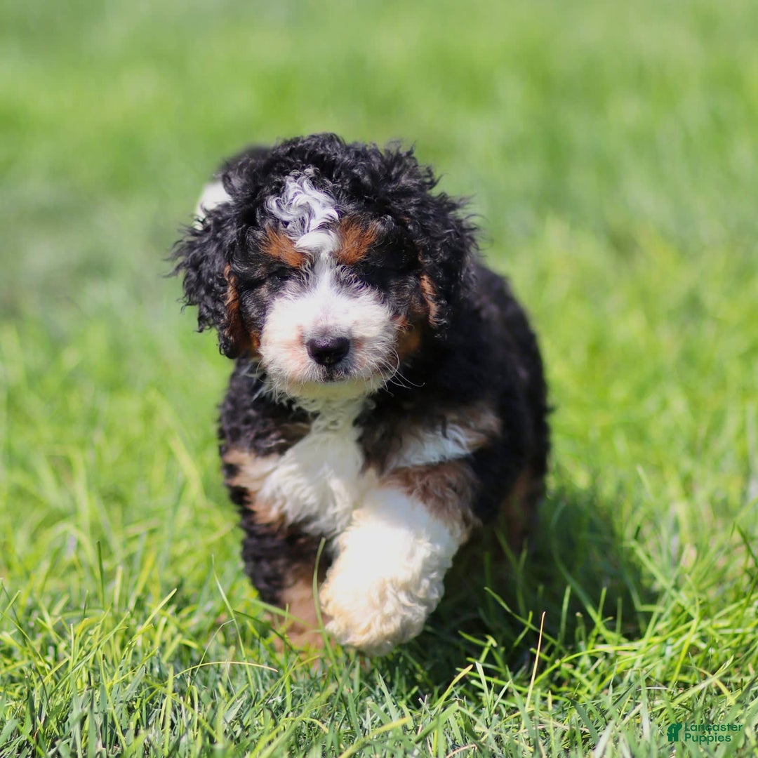 Mini Bernedoodle dogs for sale: Brooklyn - Image 5