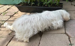 Morkie dogs for sale: Leo - Image 10