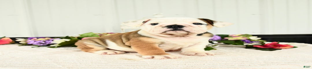 Duke