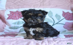 Morkie dogs for sale: Bella - Image 6