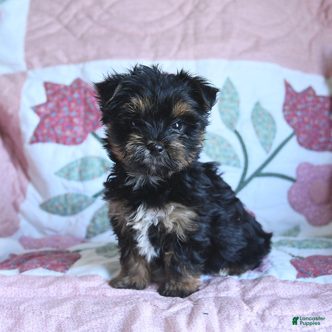 Morkie dogs for sale: Bella - Image 6