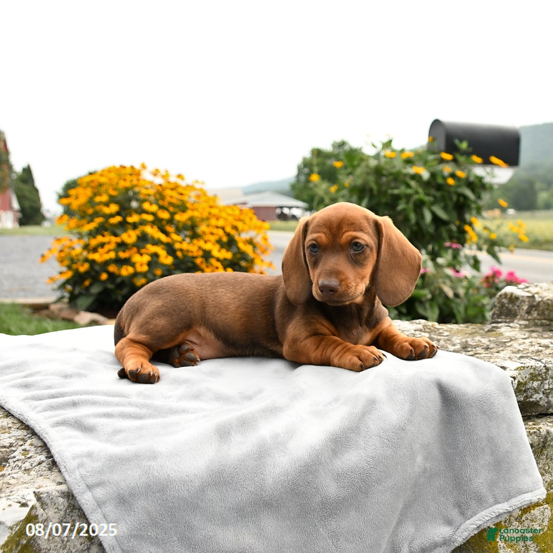 Miniature Dachshund dogs for sale: Cinnamon - Image 5