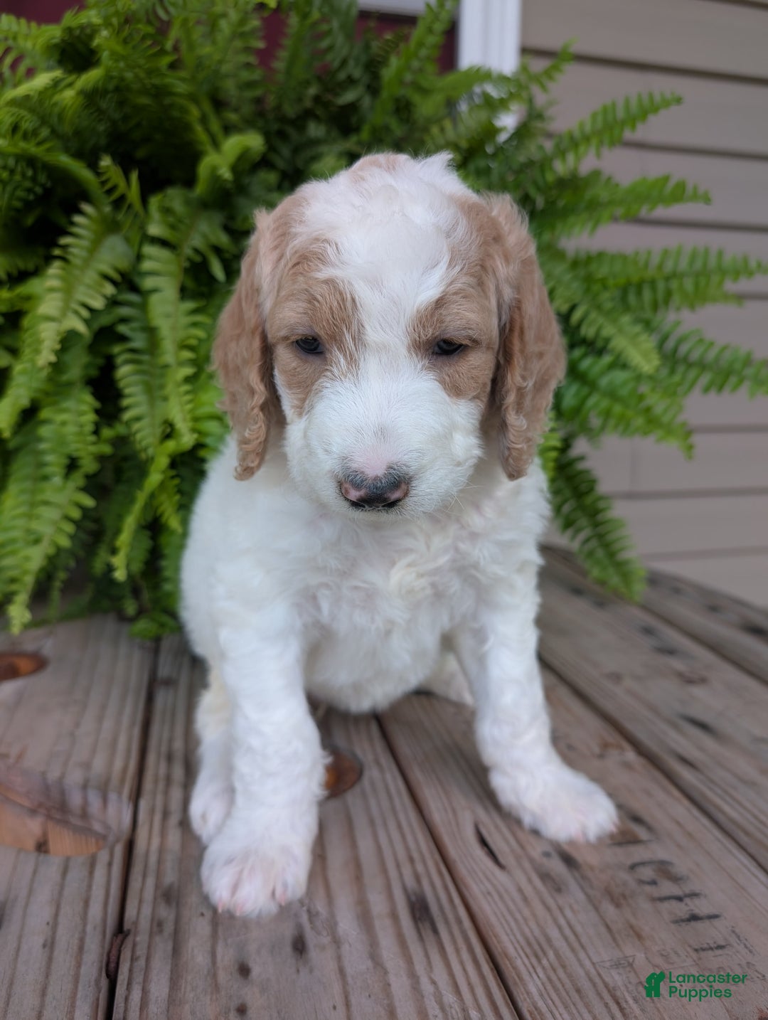 Goldendoodle dogs for sale: Sue - Image 11