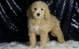 Mini Goldendoodle dogs for sale: Chevy - Image 6