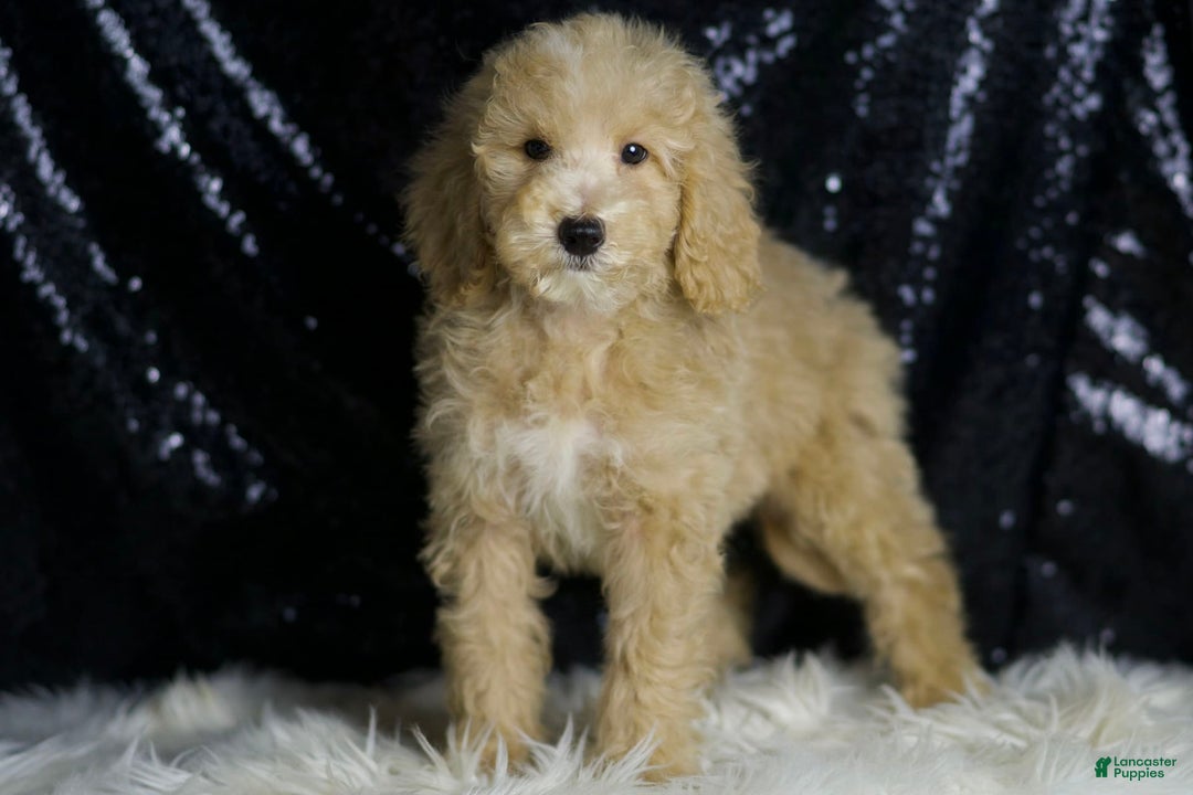 Mini Goldendoodle dogs for sale: Chevy - Image 6