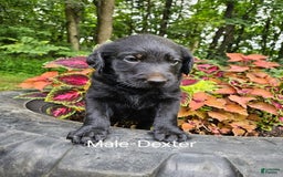 Labradoodle dogs for sale: Gracie - Image 1