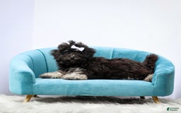 Miniature Poodle dogs for sale: Remi - Image 5