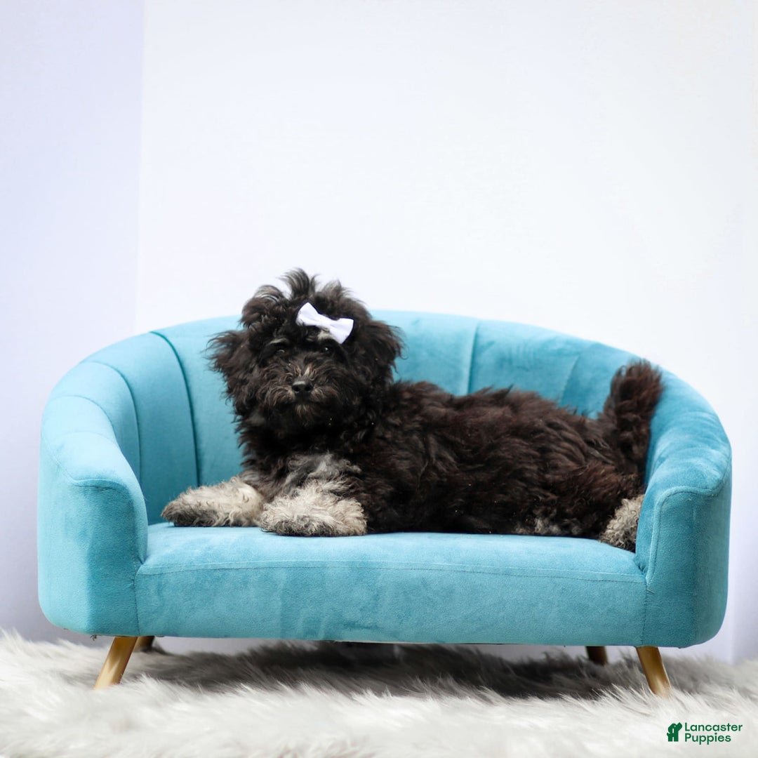 Miniature Poodle dogs for sale: Remi - Image 5