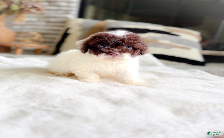 Cockapoo dogs for sale - Ad 5
