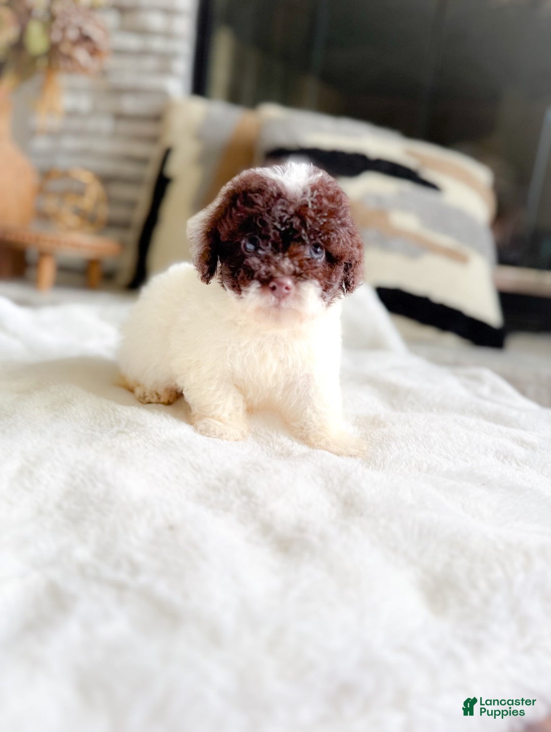 Cockapoo dogs for sale: Donald - Image 1