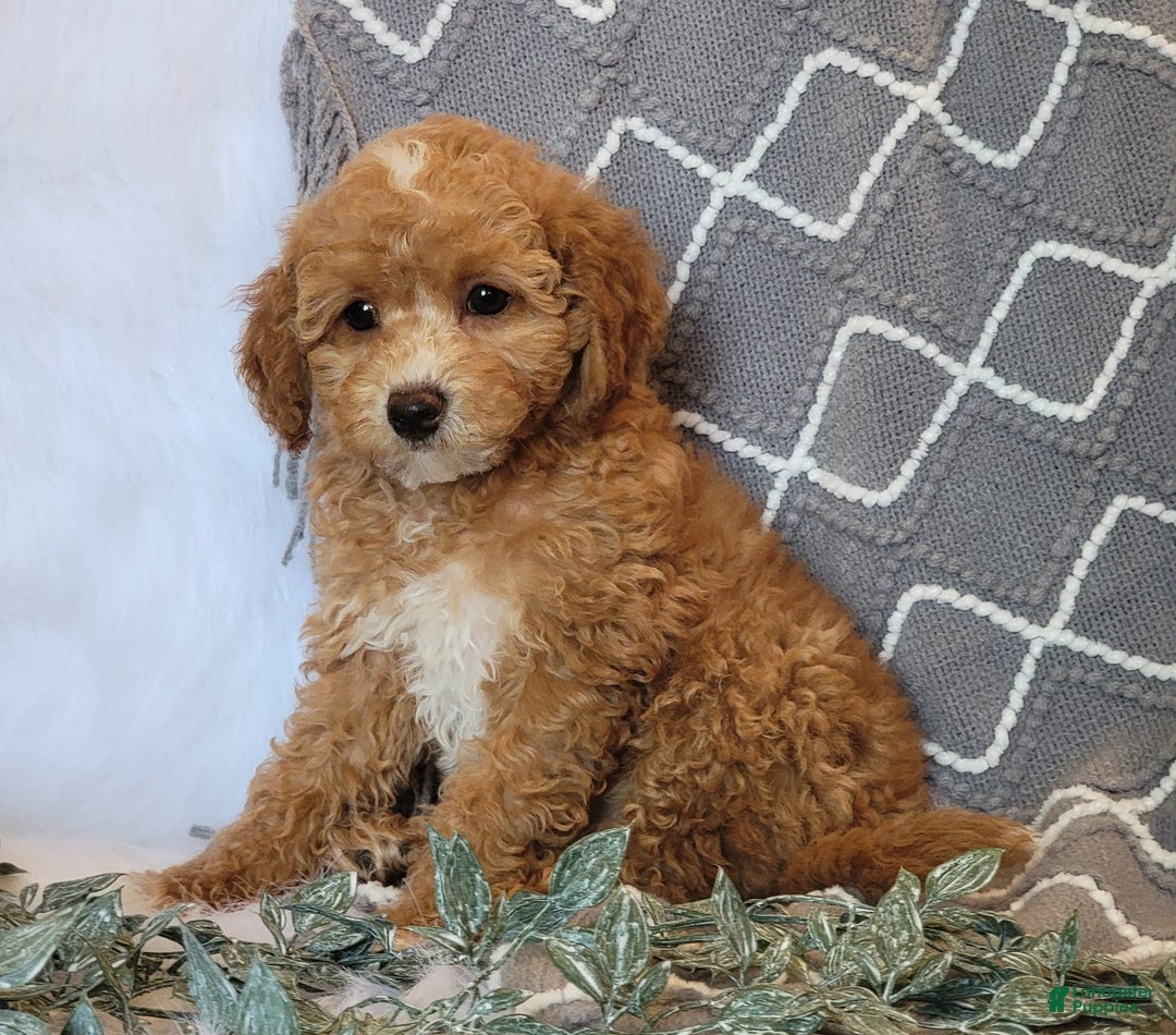 Cockapoo dogs for sale: Kate - Image 7