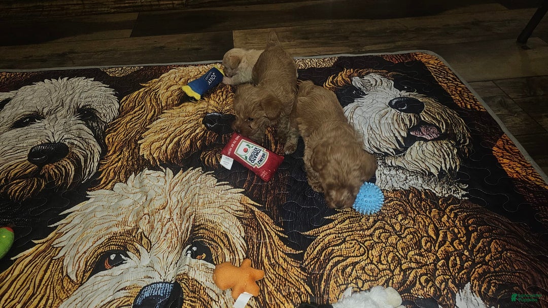 Yorkiepoo dogs for sale: Red - Image 7