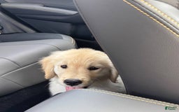 Golden Retriever dogs for sale: Chipi - Image 6