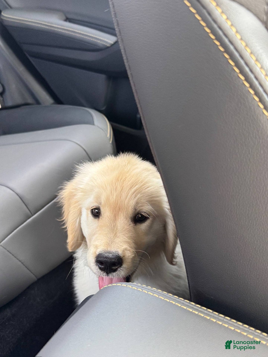 Golden Retriever dogs for sale: Chipi - Image 6