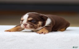 English Bulldog dogs for sale: Theo - Image 4