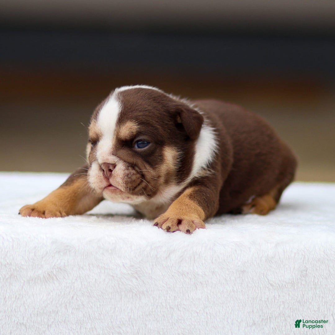English Bulldog dogs for sale: Theo - Image 4