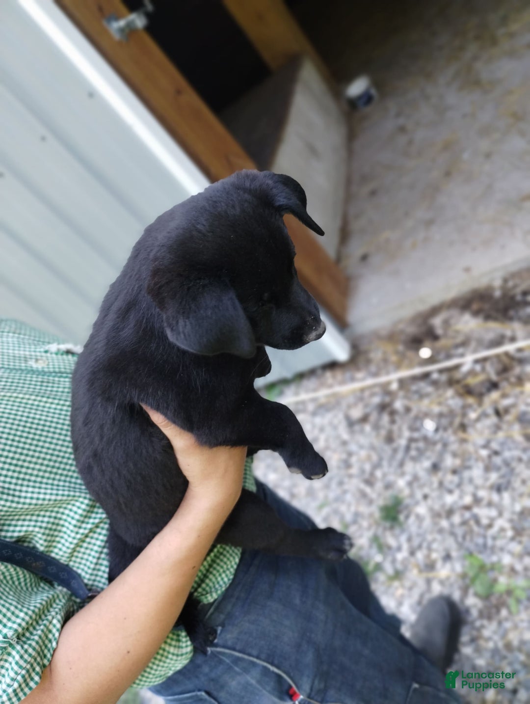 Norwegian Elkhound dogs for sale: Sweetheart - Image 4