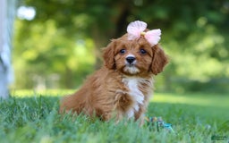 Cavapoo dogs for sale: Cavapoo 4 puppies - Image 29