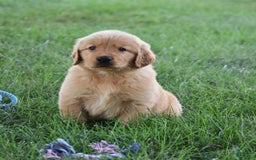 Golden Retriever dogs for sale: Golden Retriever 8 puppies - Image 7