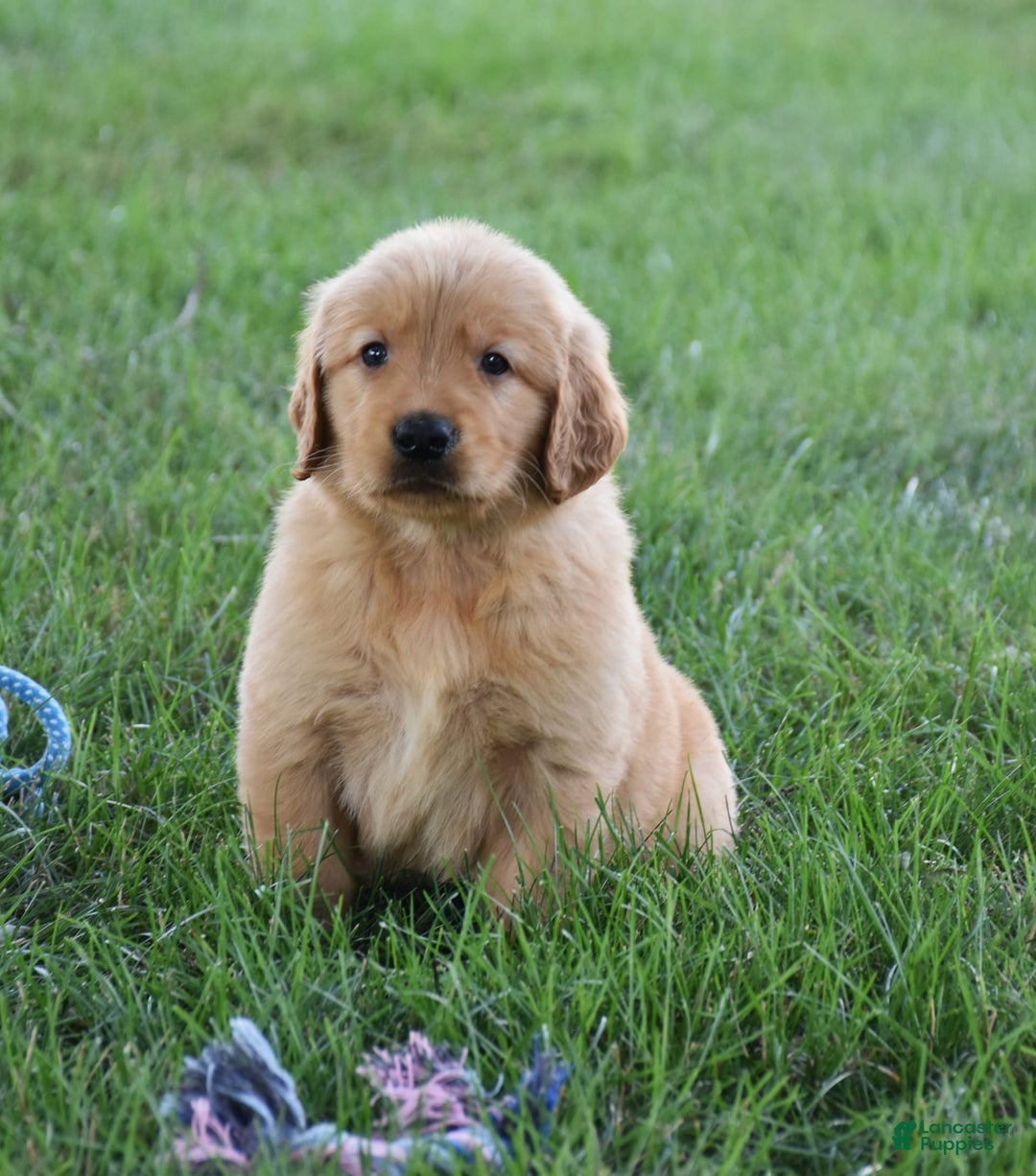 Golden Retriever dogs for sale: Golden Retriever 8 puppies - Image 7
