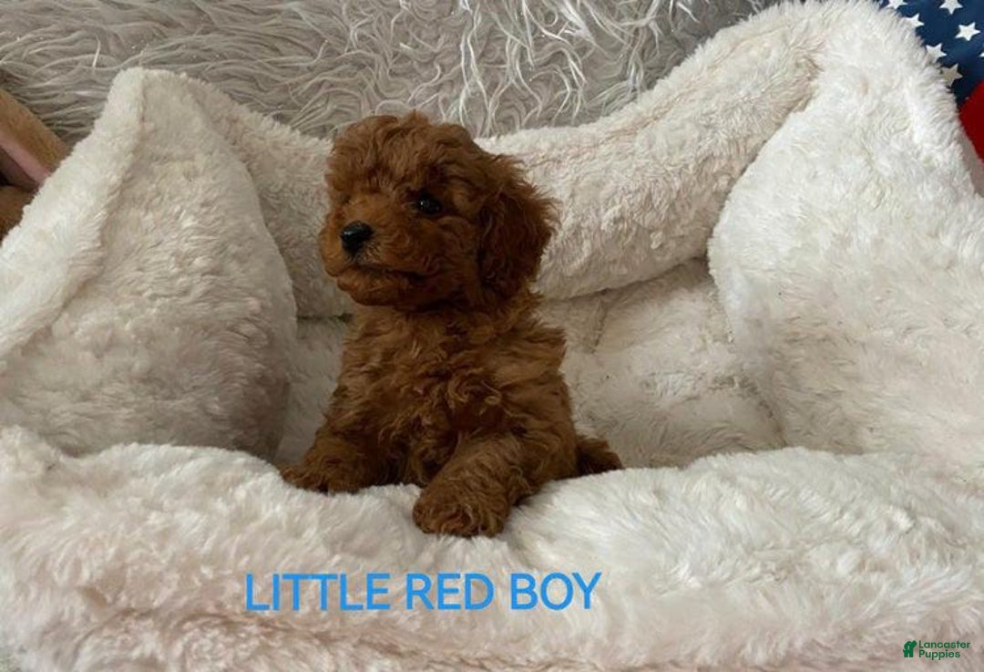 Maltipoo dogs for sale: Sky Blue - Image 3