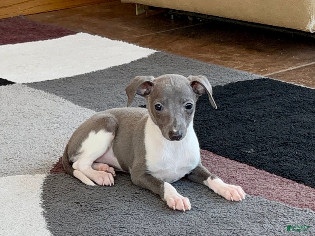 Italian Greyhound dogs for sale: Heidi - Image 2