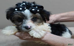 Yorkshire Terrier dogs for sale: Kai parti boy - Image 2