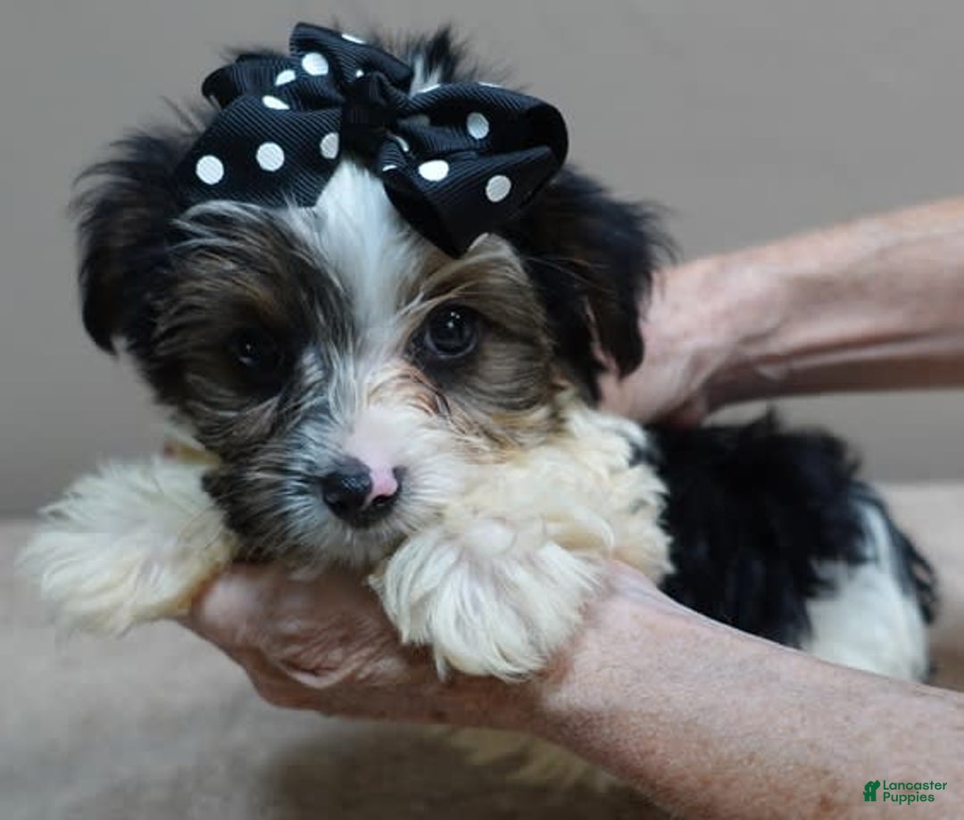 Yorkshire Terrier dogs for sale: Kai parti boy - Image 2