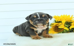 English Bulldog dogs for sale: Georgia - Image 2