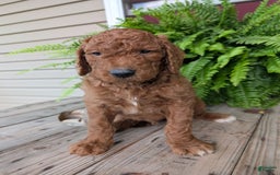 Goldendoodle dogs for sale: Cash - Image 7