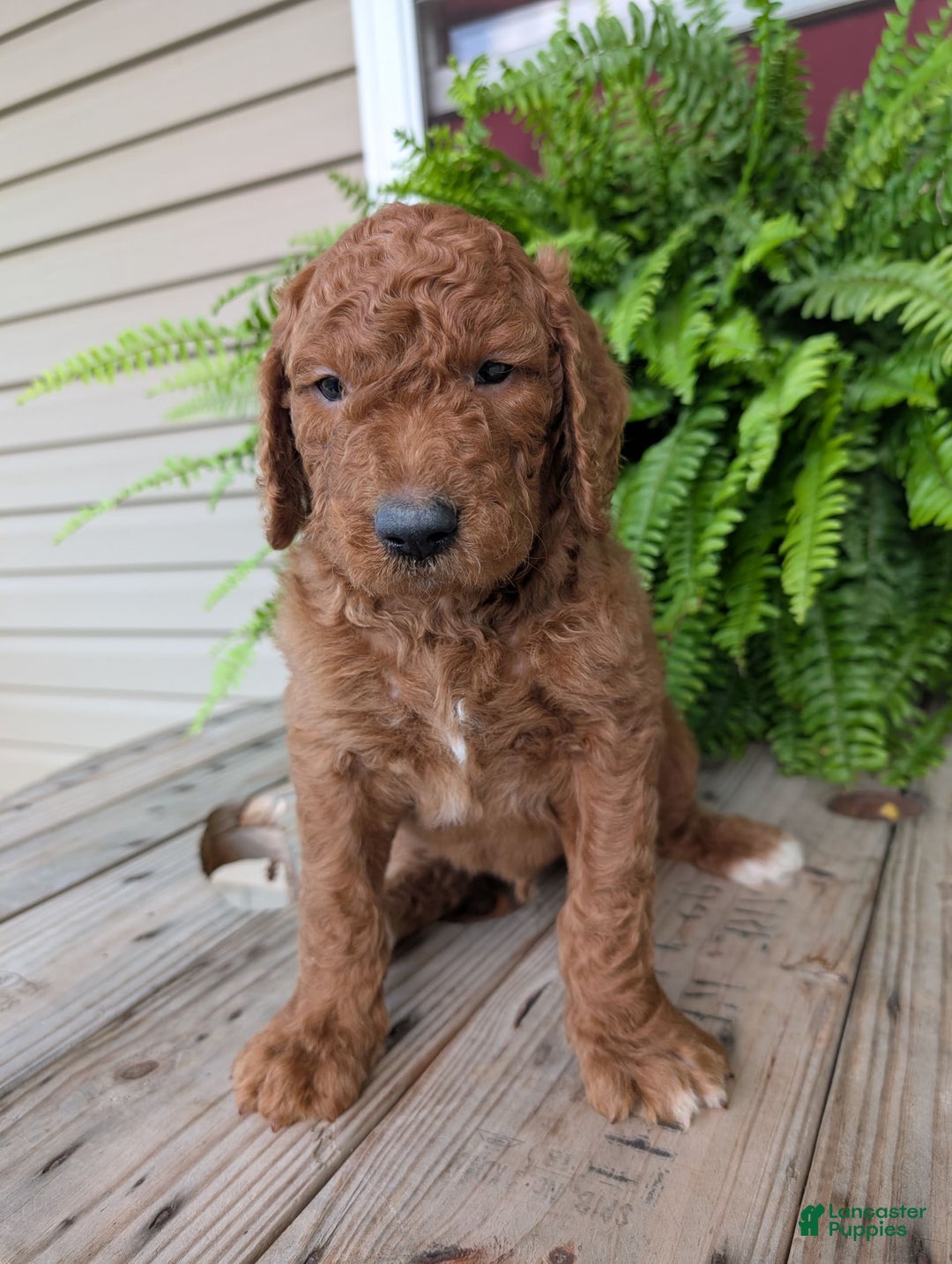 Goldendoodle dogs for sale: Cash - Image 7